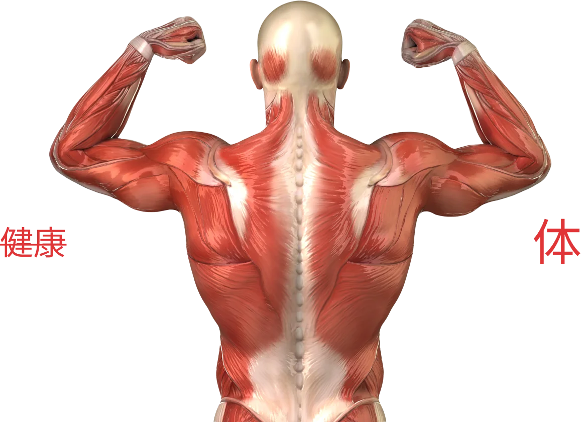 Muscule-man